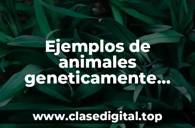 Ejemplos de animales geneticamente modificados