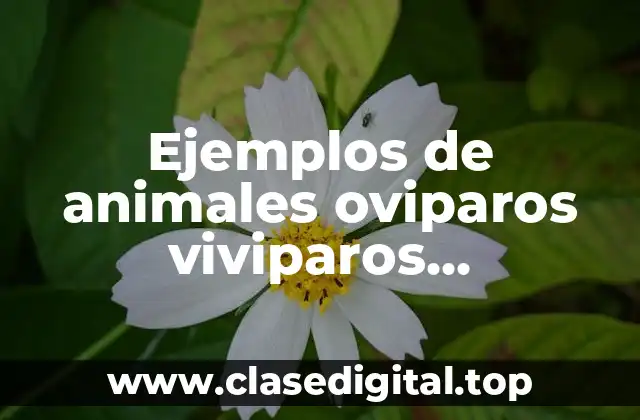 Ejemplos de animales oviparos viviparos ovoviviparos y ovuliparos