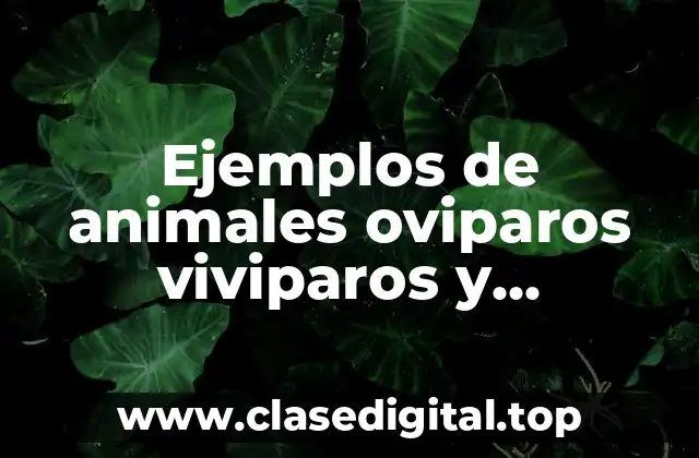 Ejemplos de animales oviparos viviparos y oviviparos