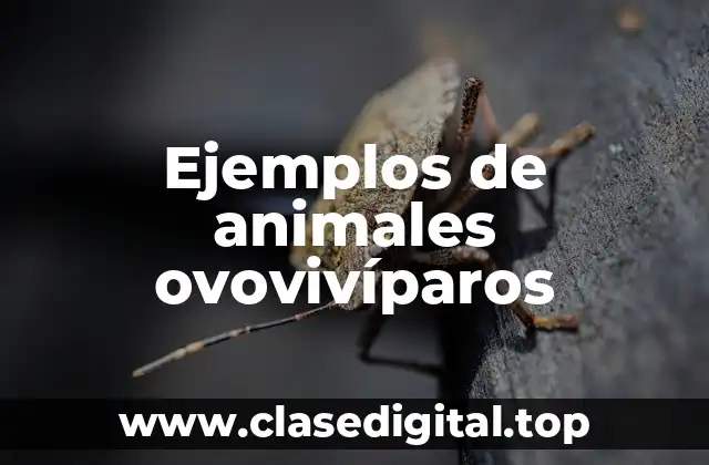 Ejemplos de animales ovovivíparos