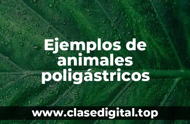 Ejemplos de animales poligástricos