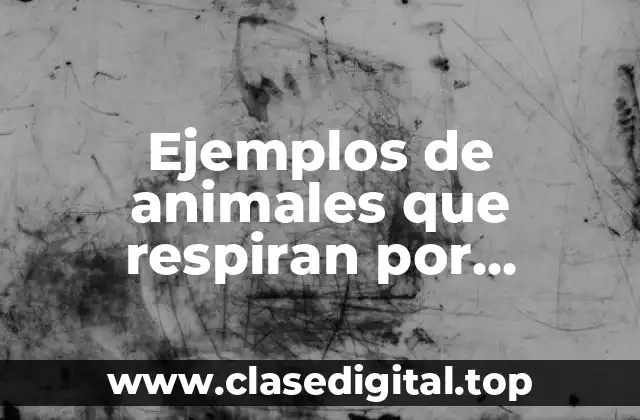 Ejemplos de animales que respiran por branqueas