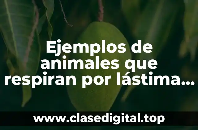 Ejemplos de animales que respiran por lástima y Significado