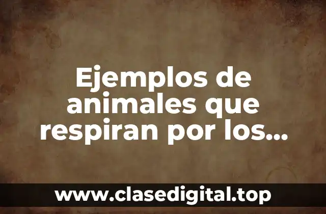 Ejemplos de animales que respiran por los branquias