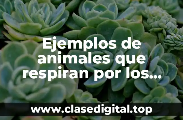 Ejemplos de animales que respiran por los estomas para colorear