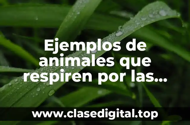 Ejemplos de animales que respiran por branquias