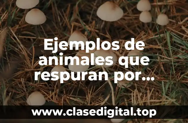 Ejemplos de animales que respuran por pulmones