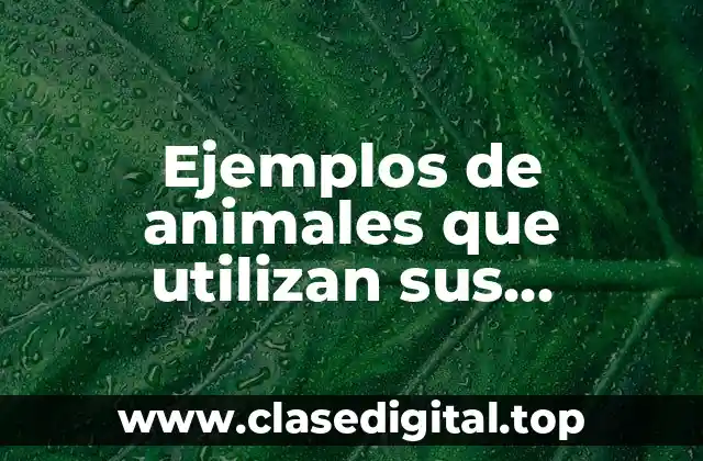 Ejemplos de animales que utilizan sus extremidades para obtener alimentos