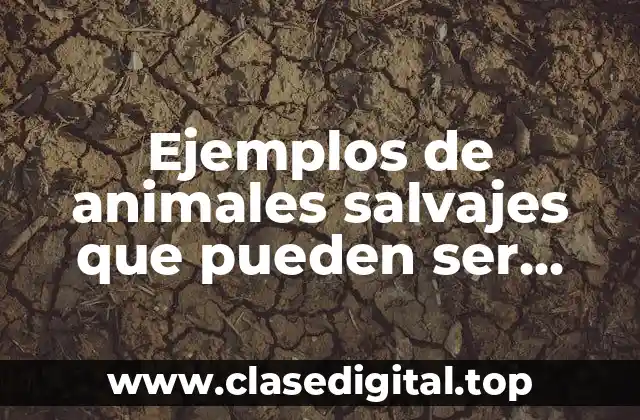Ejemplos de animales salvajes que pueden ser domesticados y Significado
