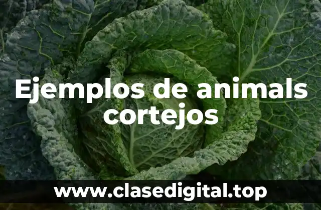 Ejemplos de animals cortejos