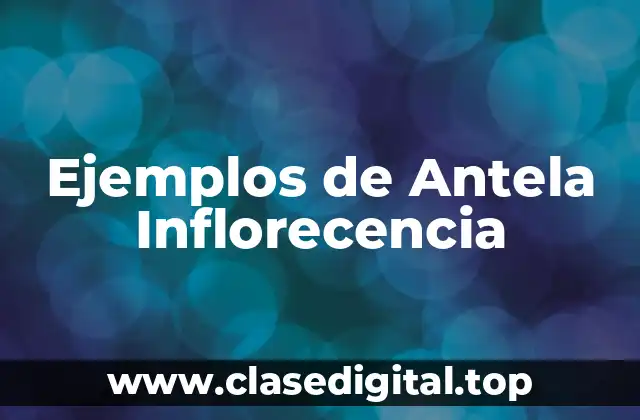 Ejemplos de Antela Inflorecencia