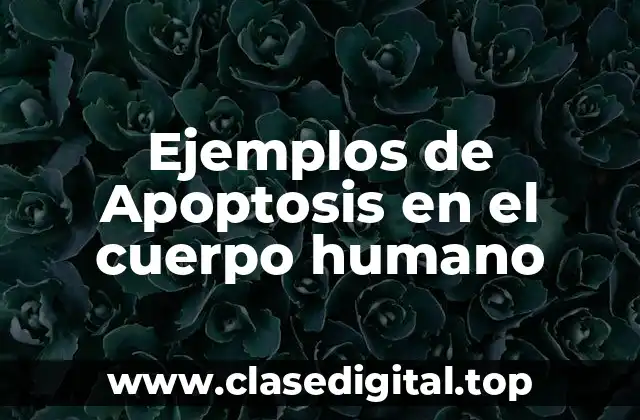 Ejemplos de Apoptosis en el cuerpo humano