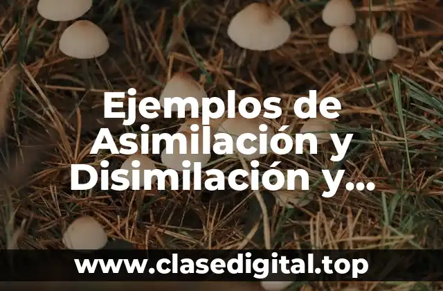 Ejemplos de Asimilación y Disimilación y Significado