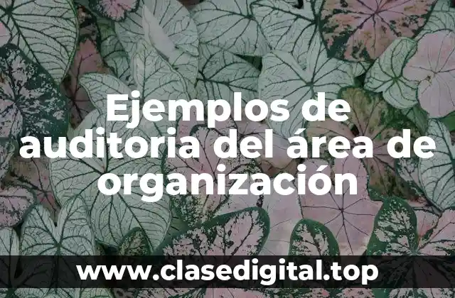 Ejemplos de auditoria del área de organización