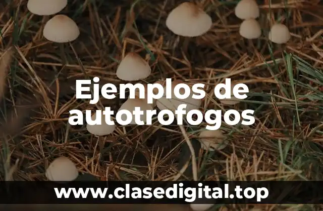 Ejemplos de autotrofogos