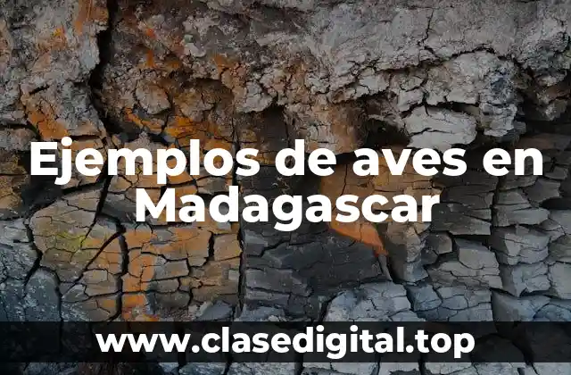 Ejemplos de aves en Madagascar