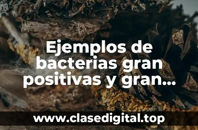 Ejemplos de bacterias gran positivas y gran negativas