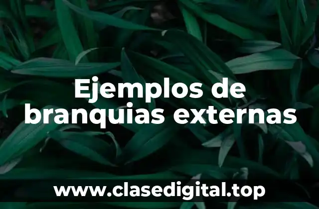 Ejemplos de branquias externas