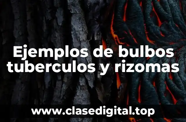 Ejemplos de bulbos tuberculos y rizomas