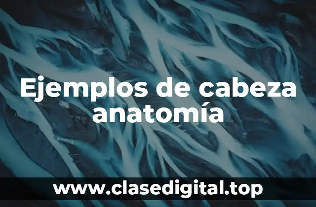 Ejemplos de cabeza anatomía