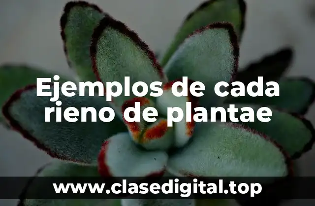 Ejemplos de cada rieno de plantae