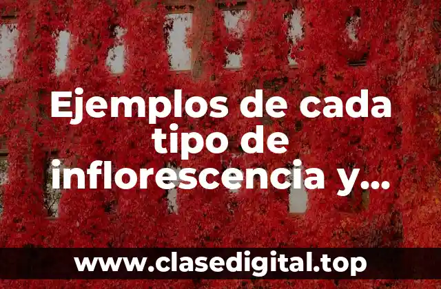 Ejemplos de cada tipo de inflorescencia y Significado