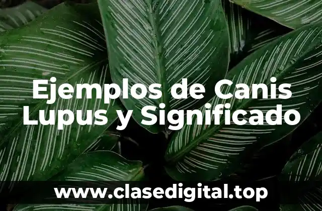 Ejemplos de Canis Lupus y Significado
