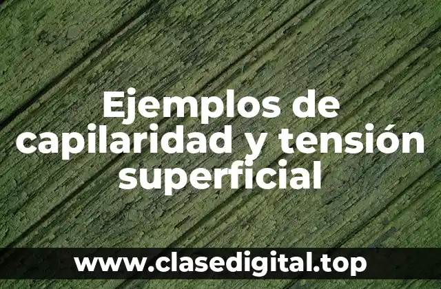 Ejemplos de capilaridad y tensión superficial