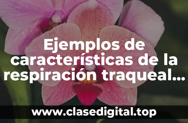Ejemplos de características de la respiración traqueal y Significado