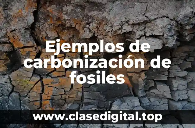 Ejemplos de carbonización de fosiles