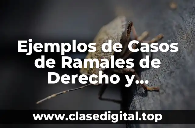 Ejemplos de Casos de Ramales de Derecho