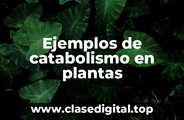 Ejemplos de catabolismo en plantas