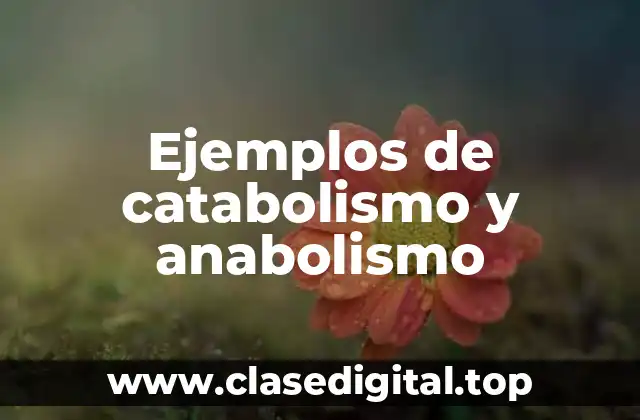 Ejemplos de catabolismo y anabolismo