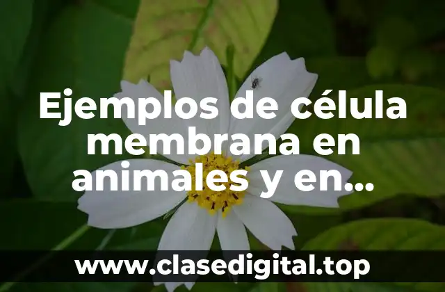 Ejemplos de célula membrana en animales y en plantas y Significado