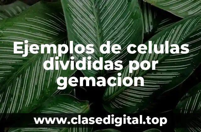 Ejemplos de celulas divididas por gemacion