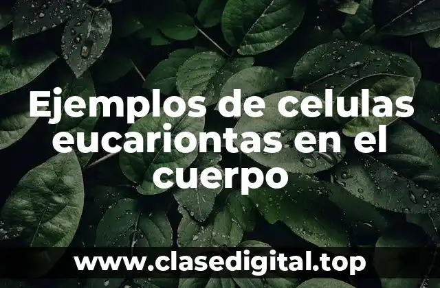 Ejemplos de celulas eucariontas en el cuerpo