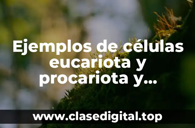 Ejemplos de células eucariota y procariota y Significado
