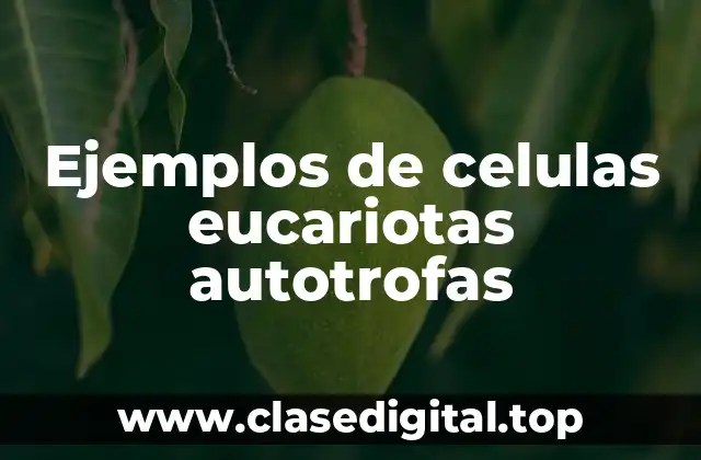 Ejemplos de celulas eucariotas autotrofas