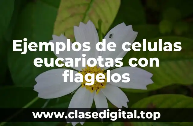 Ejemplos de celulas eucariotas con flagelos