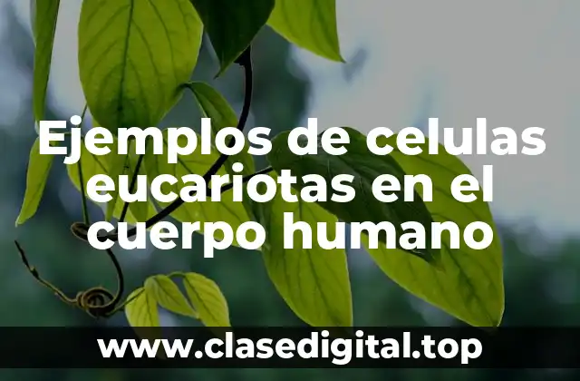 Ejemplos de celulas eucariotas en el cuerpo humano