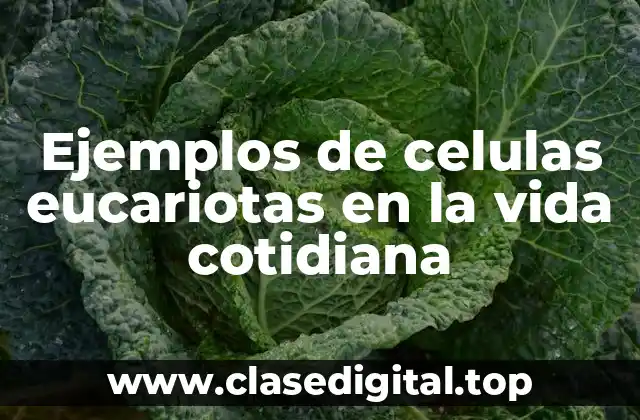 Ejemplos de celulas eucariotas en la vida cotidiana
