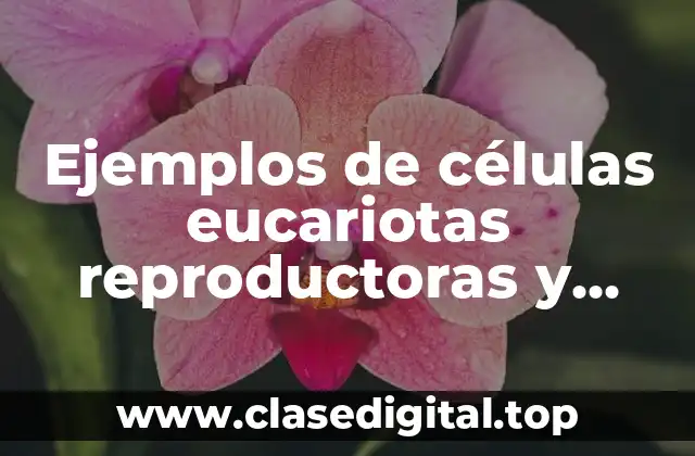 Ejemplos de células eucariotas reproductoras y Significado
