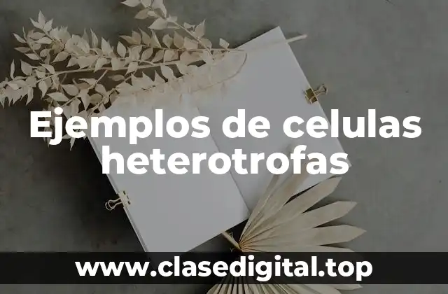 Ejemplos de celulas heterotrofas