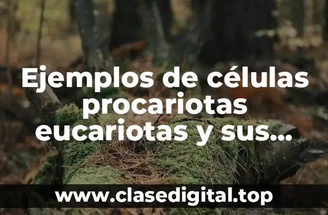 Ejemplos de células procariotas eucariotas y sus características