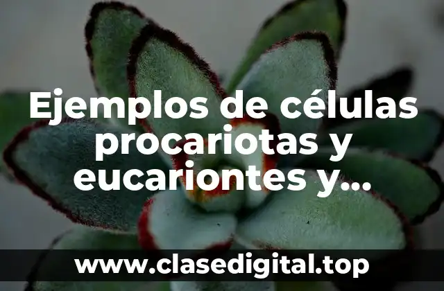 Ejemplos de células procariotas