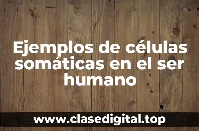 Ejemplos de células somáticas en el ser humano