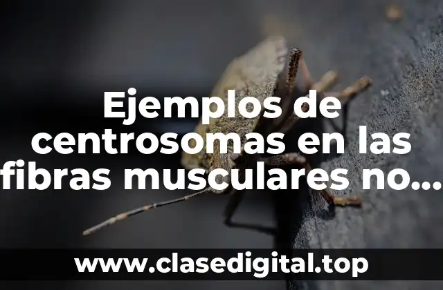 Ejemplos de centrosomas en las fibras musculares no mebranosas