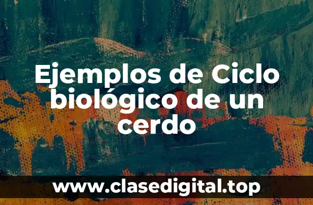 Ejemplos de Ciclo biológico de un cerdo