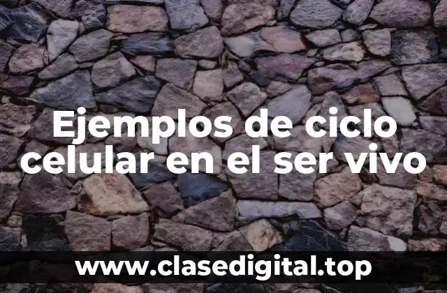 Ejemplos de ciclo celular en el ser vivo