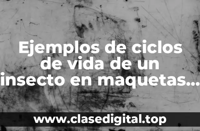 Ejemplos de ciclos de vida de un insecto en maquetas y Significado